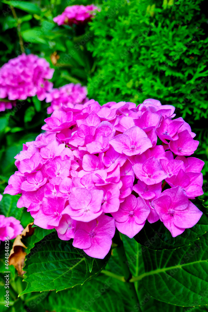 Close-up of hydrangeas blooming in the park in the spring. Close-up of hydrangeas blooming in the park in the spring.