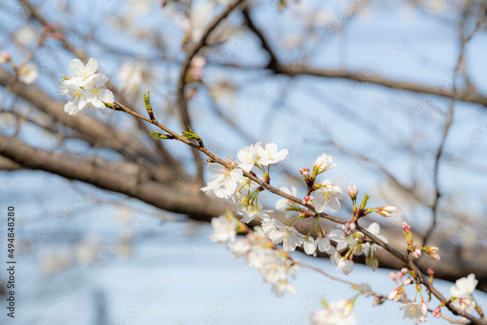 Cherry blossom Cherry blossom