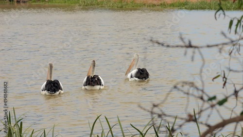 Three Large Australian Pelicans Wade In A Pond, SLOW MOTION photo