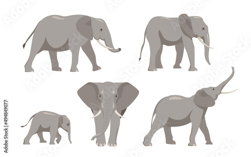 Set of elephants in different angles and emotions in a cartoon style. Vector illustration of herbivorous African animals isolated on white background.