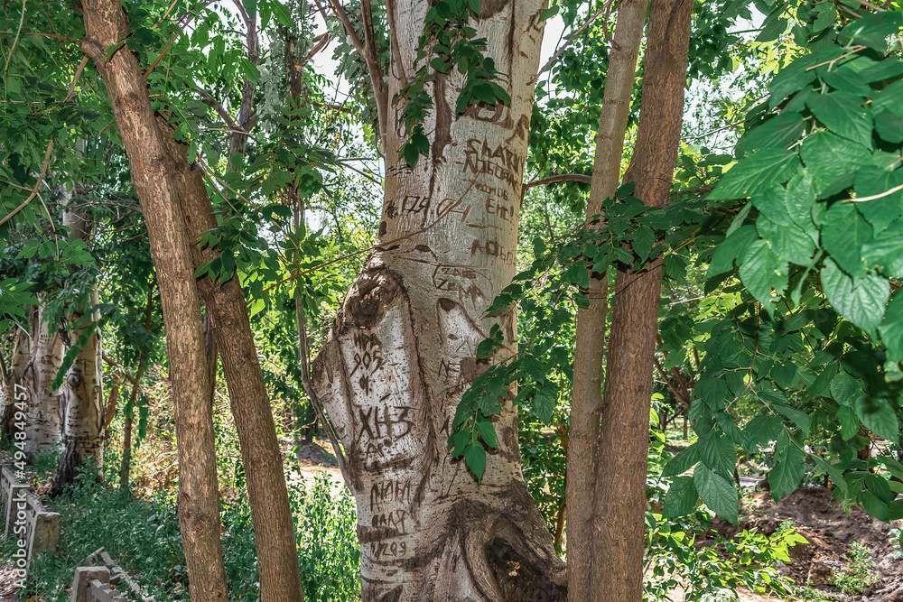 Mykolaiv, Ukraine - July 26, 2020: Scratched inscriptions on the bark of a tree in Peremohy Park in Mykolaiv. Carved names and dates on tree trunks