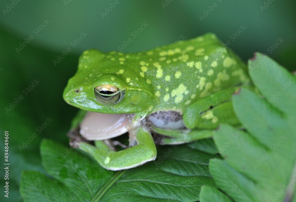 シュレーゲルアオガエル