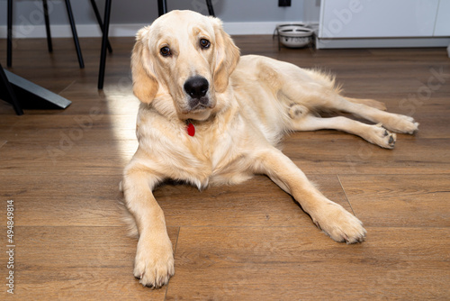 A young male golden retriever lies on modern vinyl panels in the living room of a home, furniture visible in the background.
