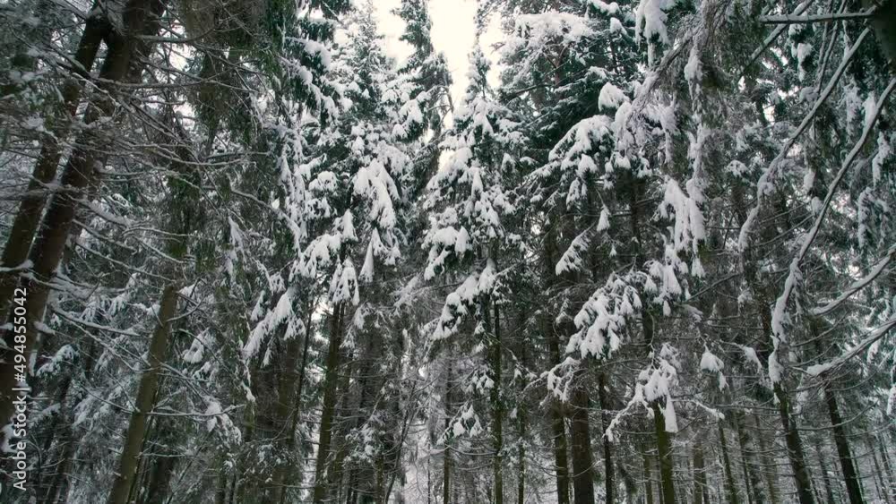 Making your way through the thicket of snow-covered coniferous and mixed forests Making your way through the thicket of snow-covered coniferous and mixed forests