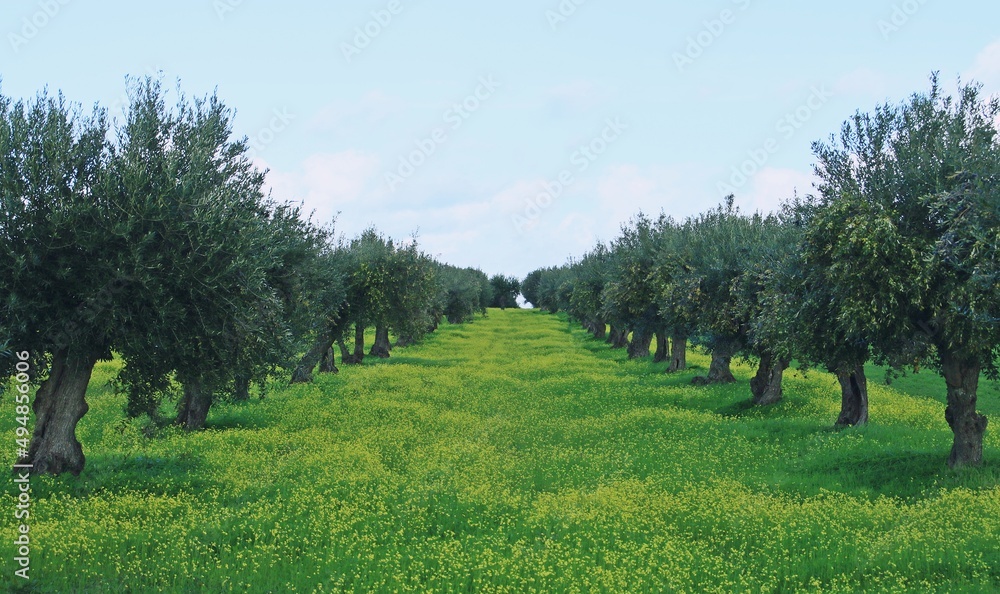Campo de olivos de Mourão junto a la N-385 en Portugal. Olivos alineados y con las aceitunas maduras y listas para ser recogidas en noviembre.