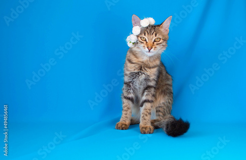 Funny portrait of a gray cat with flower wreath on a blue background. Cute fluffy kitten. Place To Copy. Concept of pets