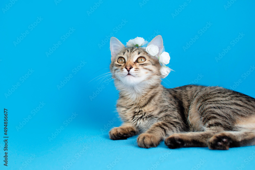 Funny portrait of a gray cat with flower wreath on a blue background. Cute fluffy kitten. Place To Copy. Concept of pets