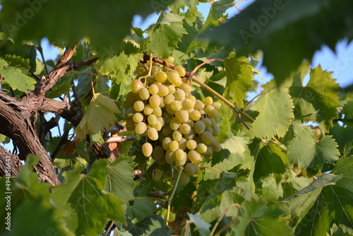 Fresh grapes on a branch