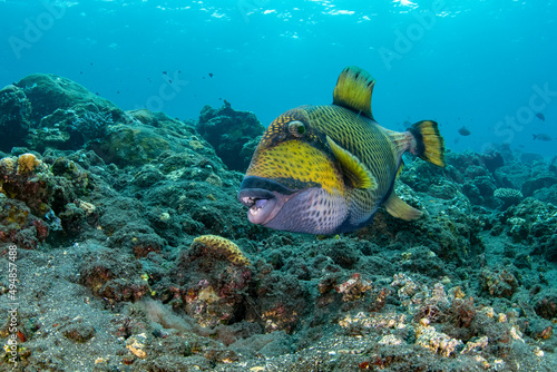 Titan Triggerfish - Balistoides viridescens, taking care of its nest. Underwater world of Tulamben, Bali, Indonesia.