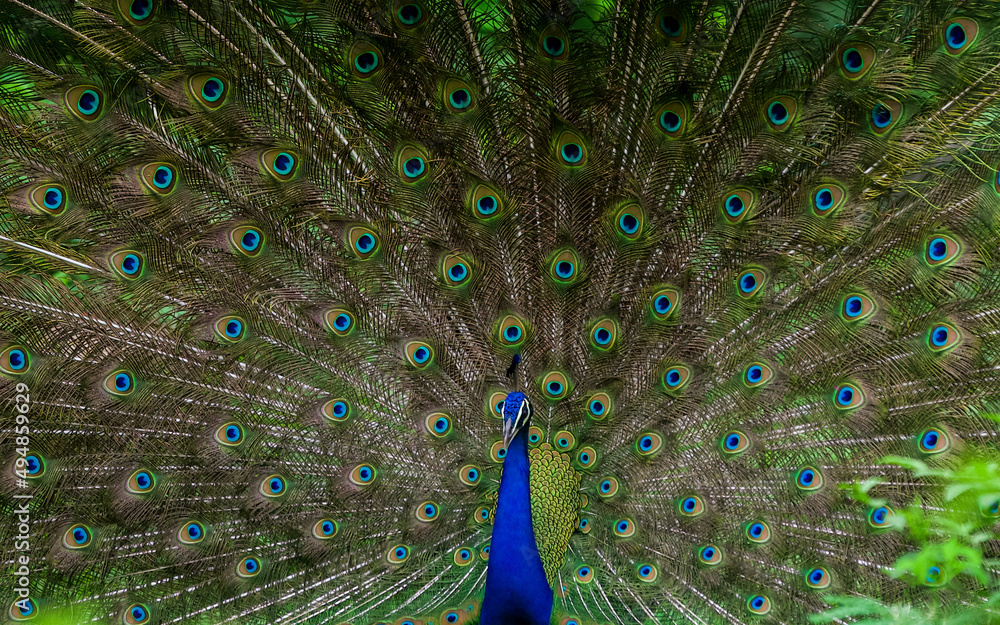 Obraz premium Birds