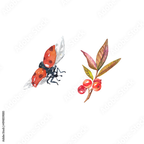 Ladybug and a branch with berries and leaves. Watercolor illustration on a white background. Suitable for design, postcards, wedding invitations, packages, business cards, mugs, printed products