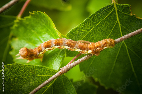 Macro shot of a caterpillar on a tree branch (Erannis Defoliaria) photo