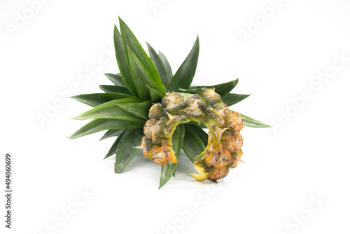 Flat lay pineapple leaves with pineapple skin on white background, selective focus,