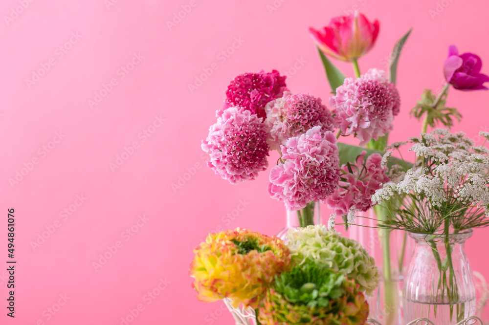 Obraz premium スカビオサ 春の花 ピンク色の背景
