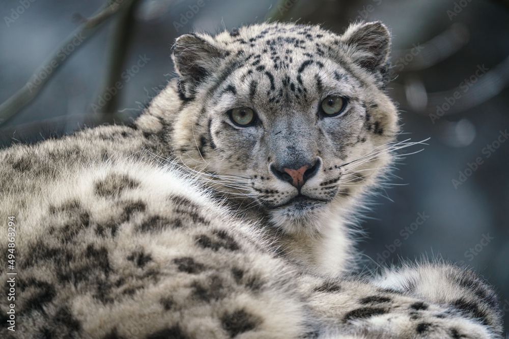 Portrait of a snow leopard, Panthera uncia Portrait of a snow leopard, Panthera uncia