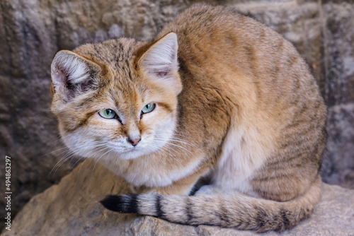 Photography Sand cat lying on rock, Felis margarita