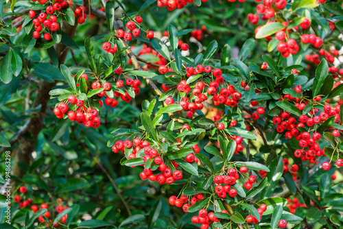 Firethorn berries. Pyracantha coccinea scarlet firethorn ornamental shrub, rosaceae evergreen shrub.