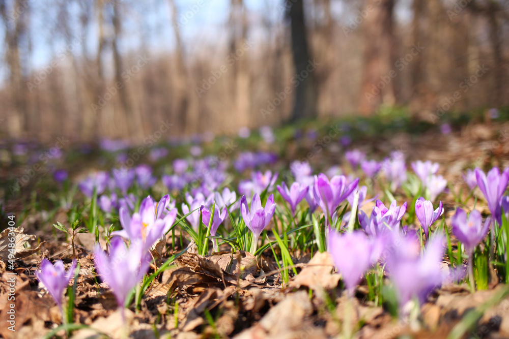Purple crocus flowers in spring Purple crocus flowers in spring
