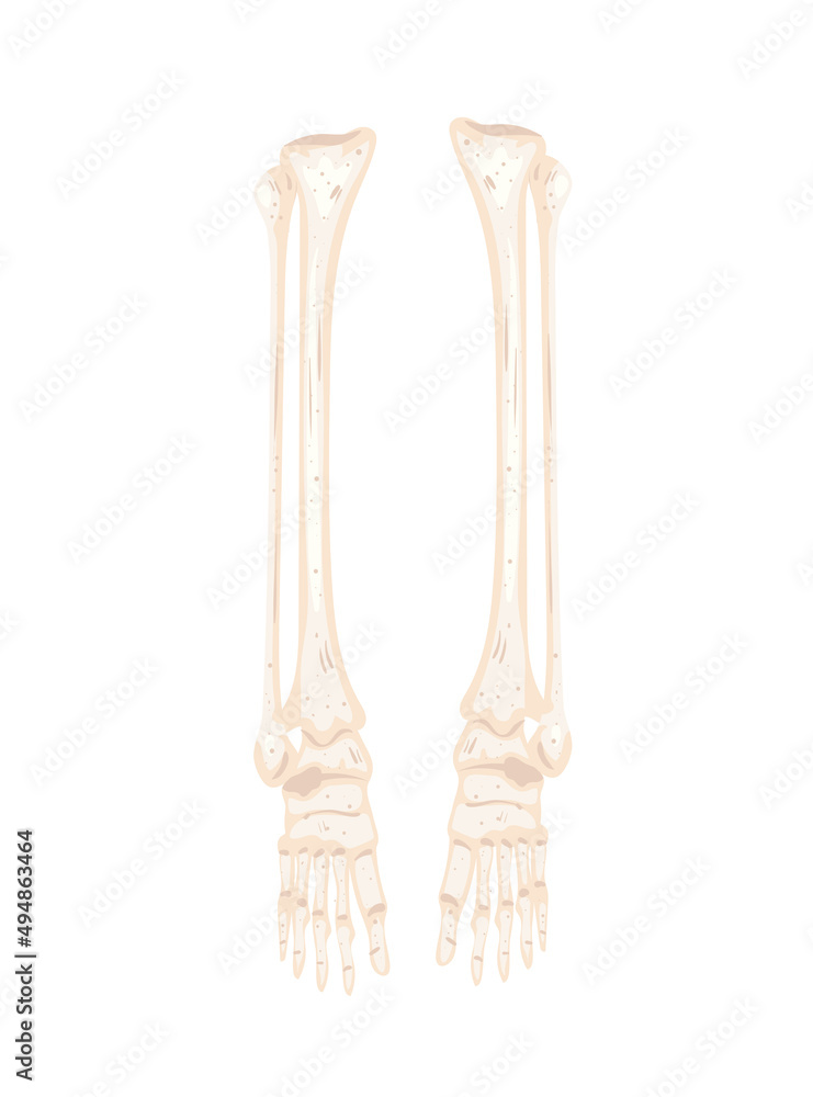 legs skeleton bones legs skeleton bones