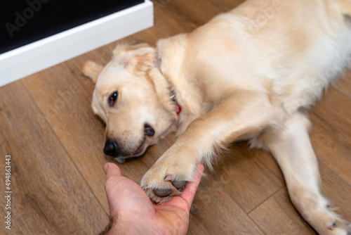 A young male golden retriever lies on modern vinyl panels in the living room of a home with the front paw on the mans hand.