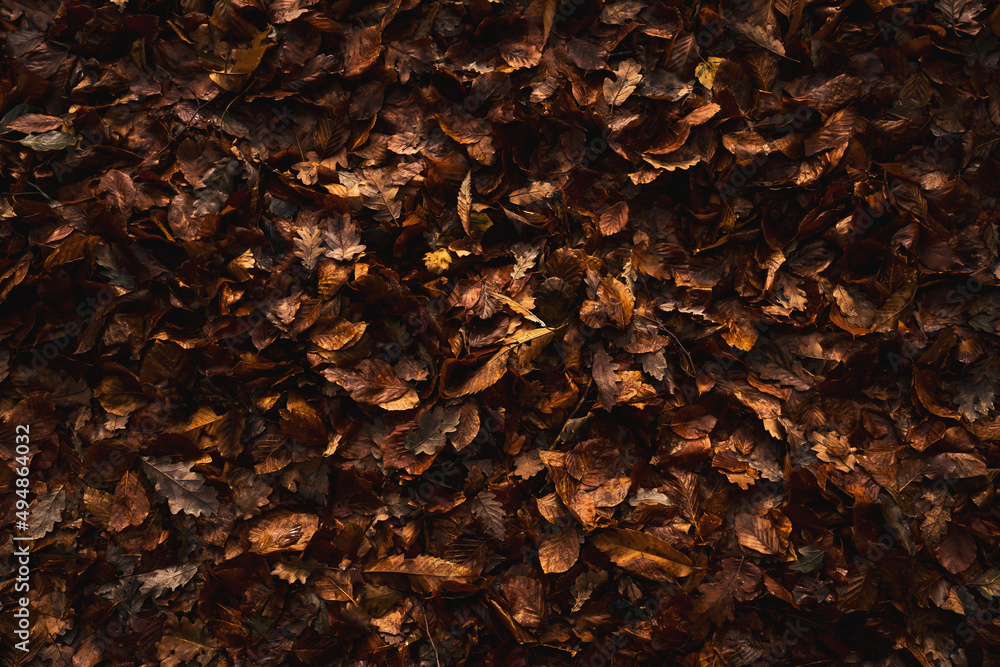 Soil with autumn colored leaves Soil with autumn colored leaves