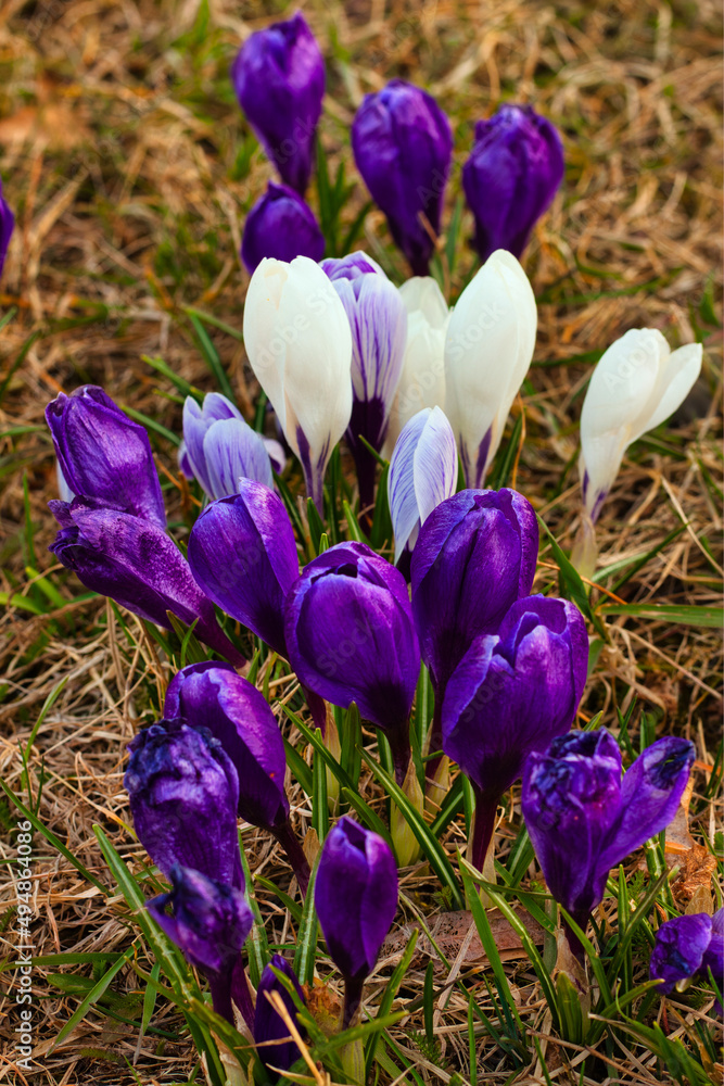 Krokusy Krokusy