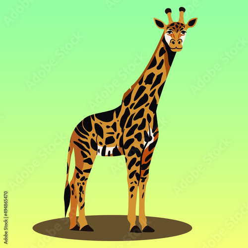 An African tall giraffe of the appropriate color stands and looks pleasantly at the viewer