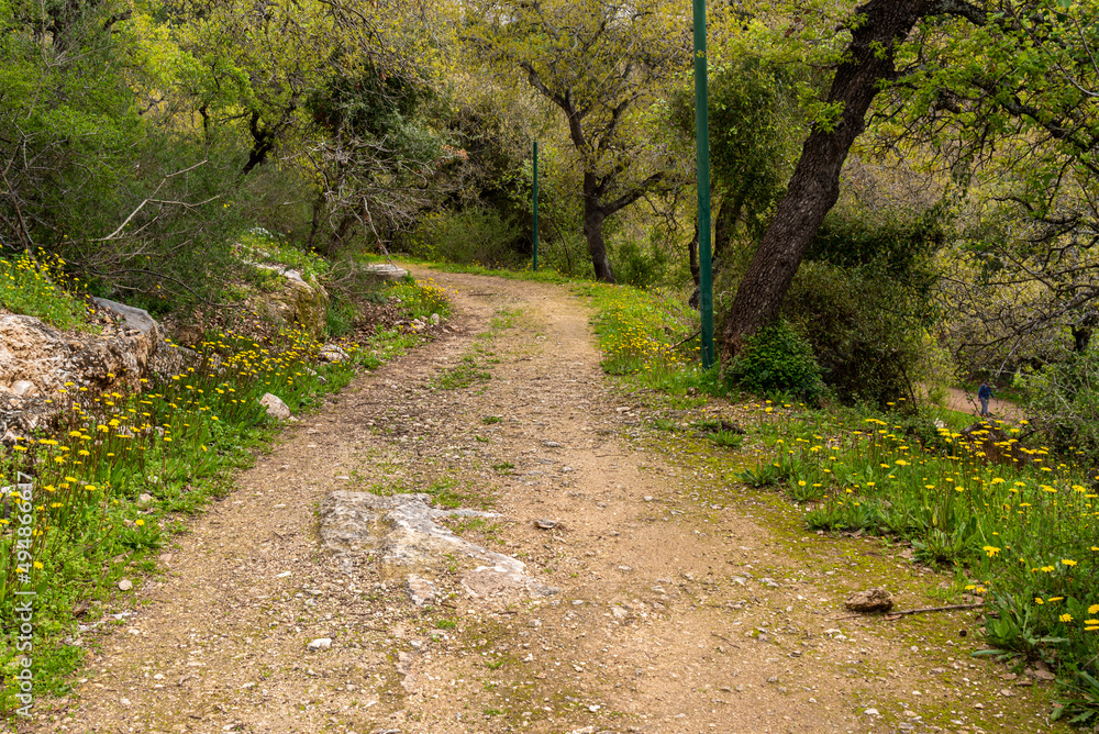 Dirt road through a woodland area in rural northern Israel.
Dirt road through a woodland area in rural northern Israel.