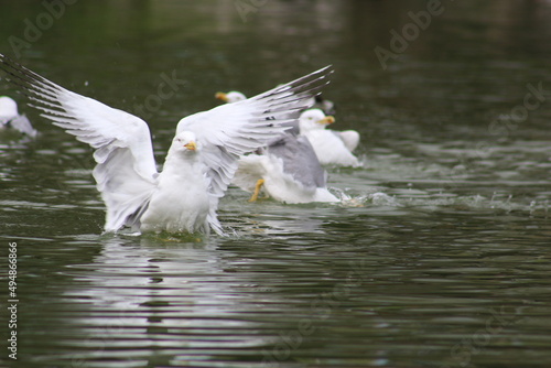 beautiful Seagulls on the water