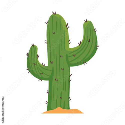 green cactu plant