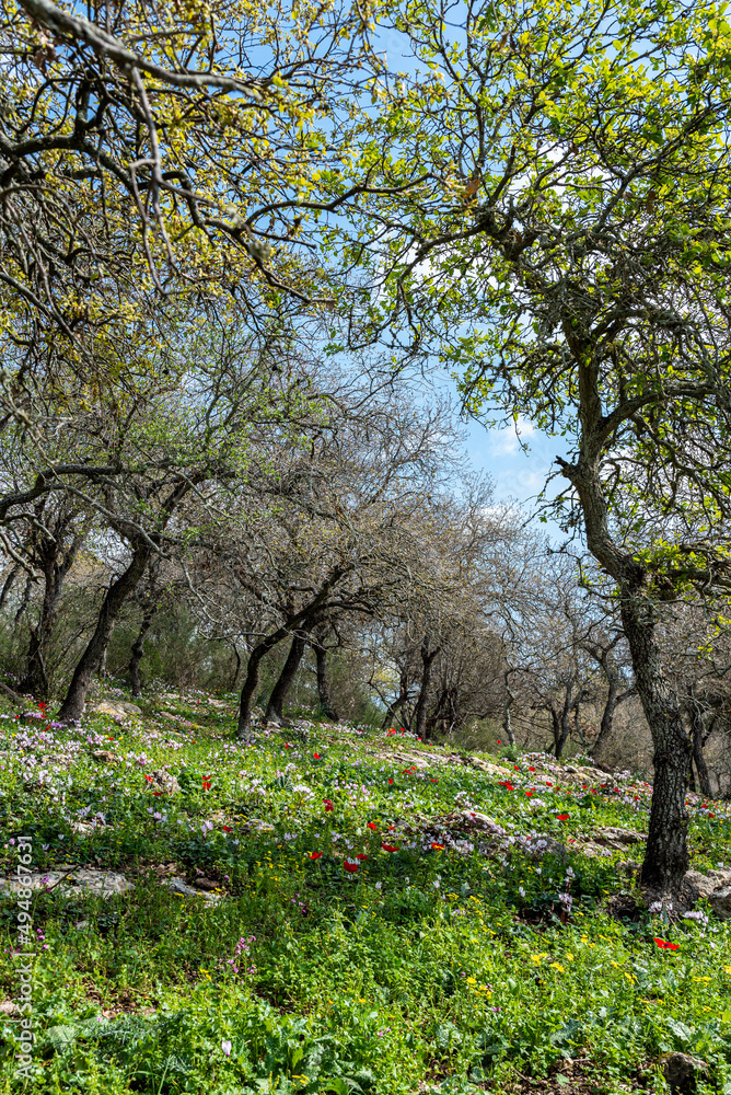 Fototapeta premium Woodland slope with lots of wildflowers including cyclamens, anemones and asphodels in northern Israel near Kiryat Tivon. 