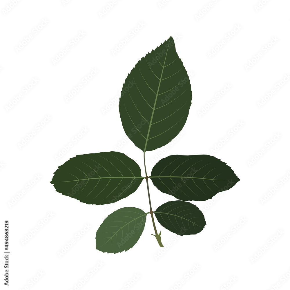 Rose branch with green leaves on a white background. Rose branch with green leaves on a white background.