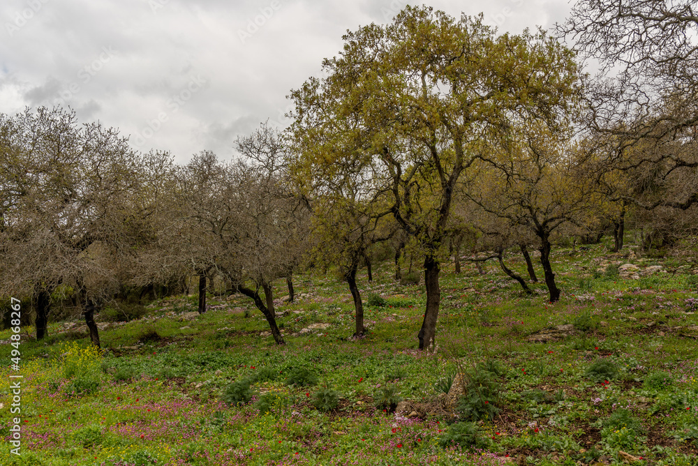 Woodland slope with lots of wildflowers including cyclamens, anemones and asphodels in northern Israel near Kiryat Tivon.
Woodland slope with lots of wildflowers including cyclamens, anemones and asphodels in northern Israel near Kiryat Tivon.