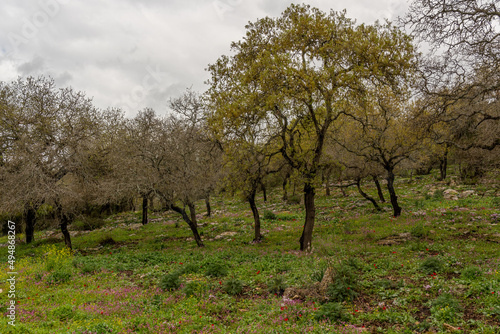 Woodland slope with lots of wildflowers including cyclamens, anemones and asphodels in northern Israel near Kiryat Tivon. 