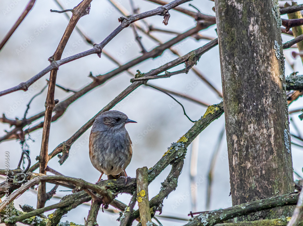 Fototapeta premium Bird on the tree