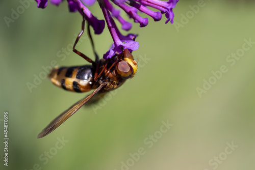 Hornet on a flower on a blurred background photo