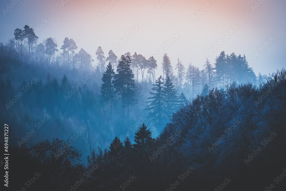 Scenic view of a mystical forest surrounded with fog