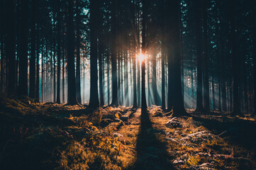 Poster Zwart Zonnestralen door mystiek bos  © Michael Sauer/Wirestock Creators