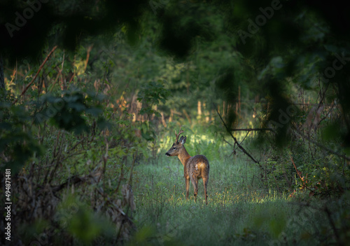 Fototapeta Naklejka Na Ścianę i Meble -  Young deer in a summer field