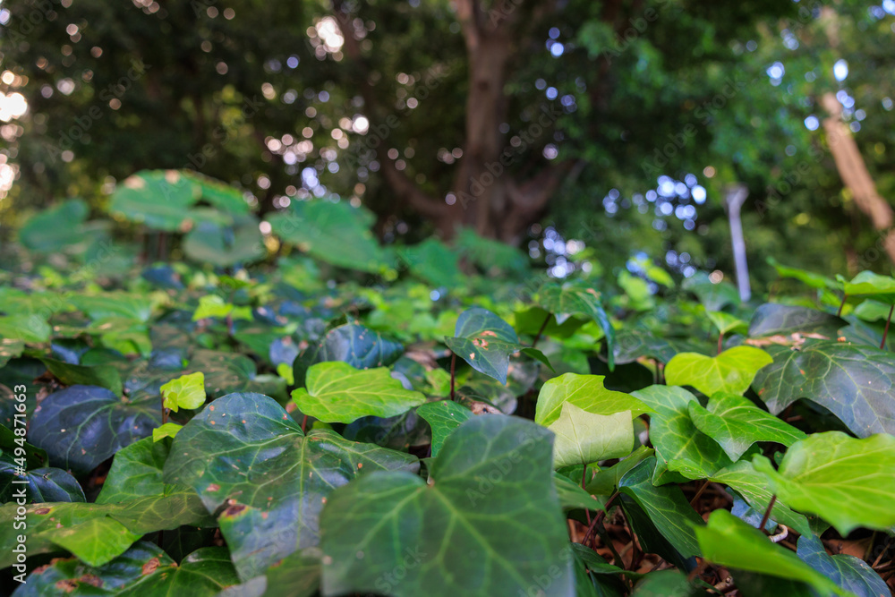 Fototapeta premium 地面に這う大きな葉と大木