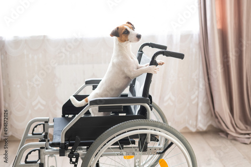 Jack Russell Terrier dog sits in a wheelchair. A devoted friend is waiting for the owner. © Михаил Решетников
