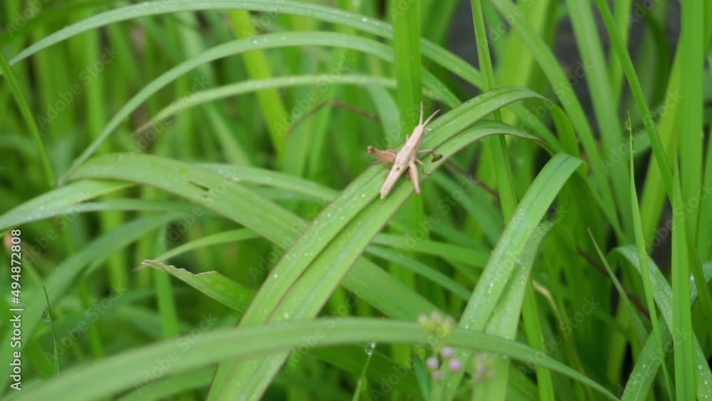 grasshopper sitting on the leaf, grasshopper video, insect in nature grasshopper sitting on the leaf, grasshopper video, insect in nature
