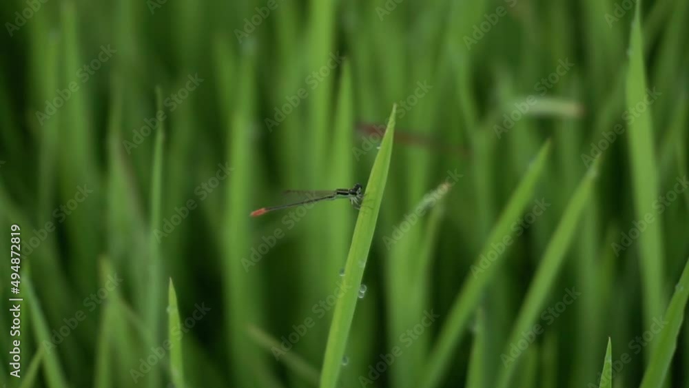 The needle dragonfly or Zygoptera is also called damselfly on the leaves of rice. Drops of dew on the top of the rice plant in the morning. insect video The needle dragonfly or Zygoptera is also called damselfly on the leaves of rice. Drops of dew on the top of the rice plant in the morning. insect video