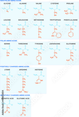 Vertical shot of chemical structures of the 20 amino acids classified by groups