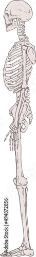 Side View of Human Body Skeleton Hand Drawn Illustration