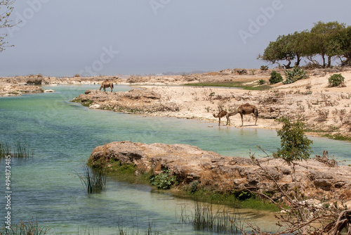 Camels at the beach in Salalah, Oman photo