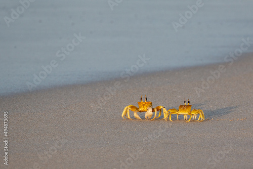 Crabs on sandy beach in Salalah, Oman