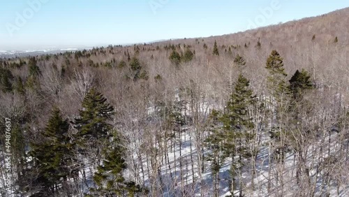 vue aérienne d'une forêt en hiver photo