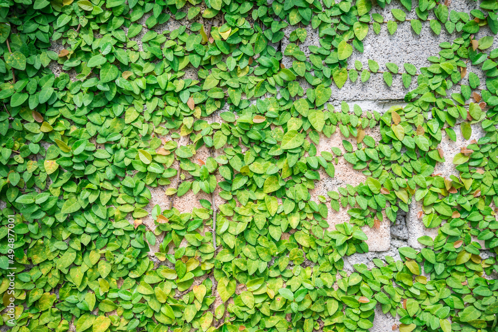 Detail of green climbing plants on wall background. Green natural background concept. Detail of green climbing plants on wall background. Green natural background concept.