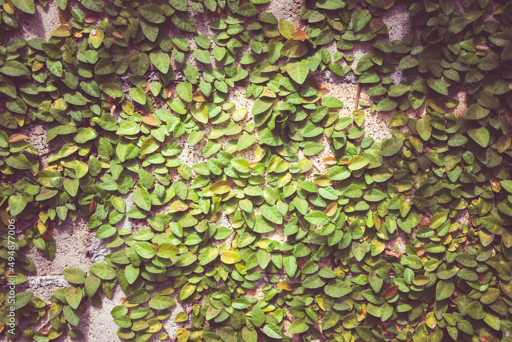 Detail of green climbing plants on wall background. Green natural background concept. Detail of green climbing plants on wall background. Green natural background concept.